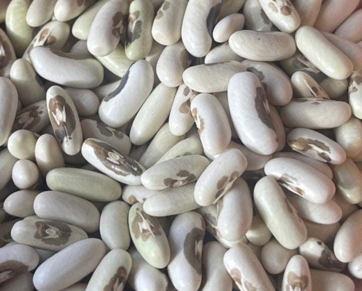 Falcon Bean