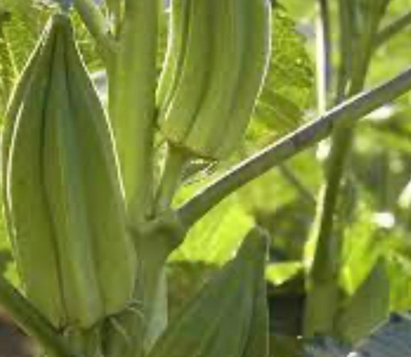 Beck’s Big Buck Okra