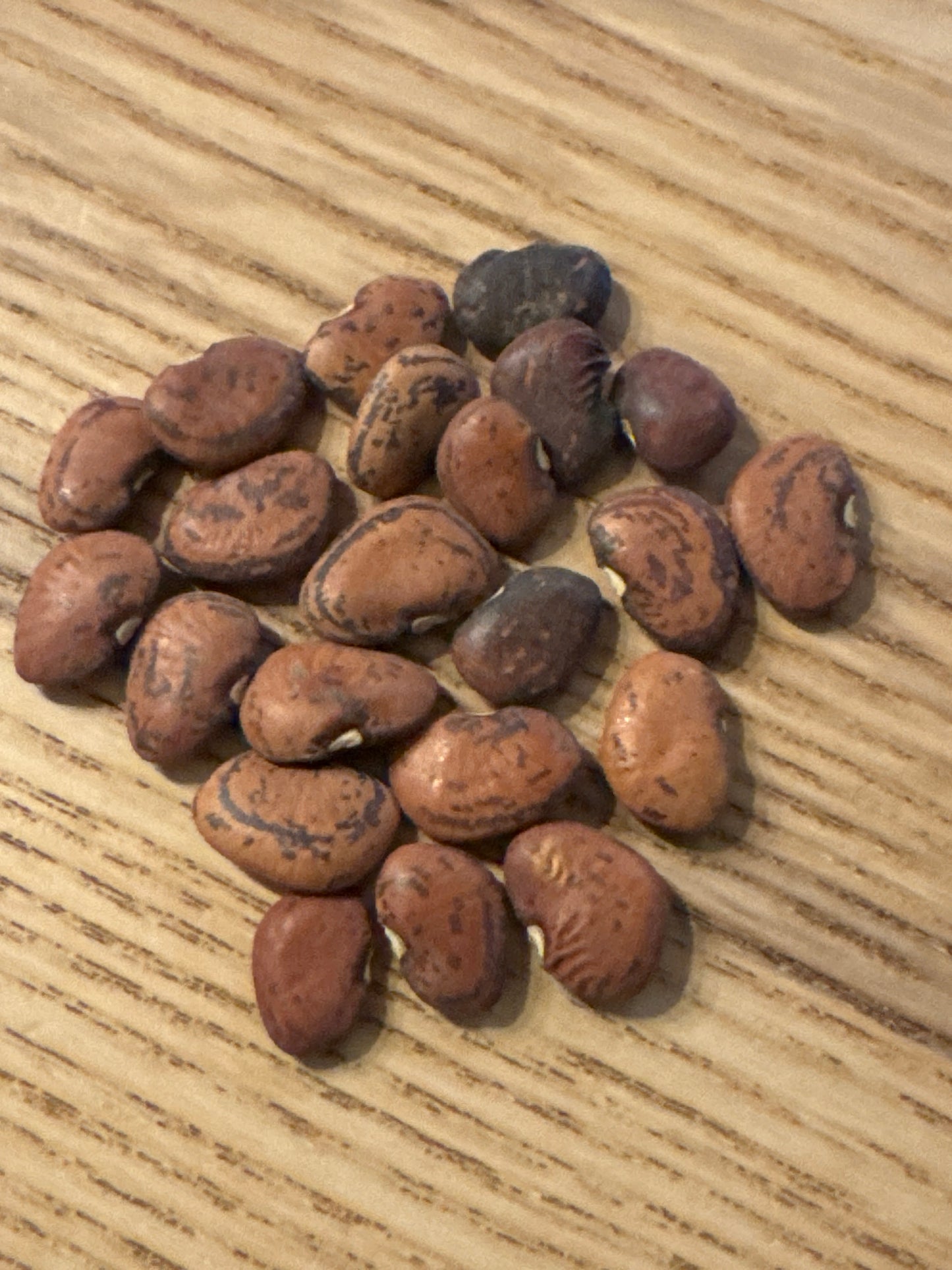 Jackson Wonder Bush Lima