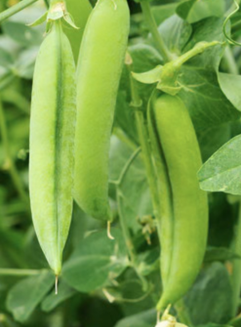 Tom Thumb Pea