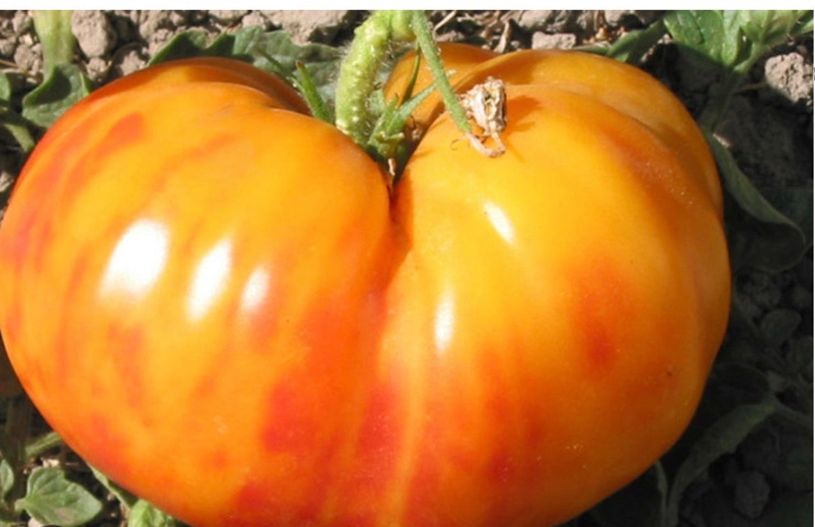 Marisol Tomato