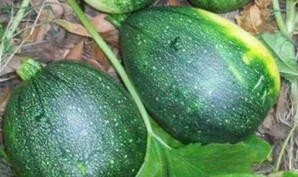 Tatume Squash