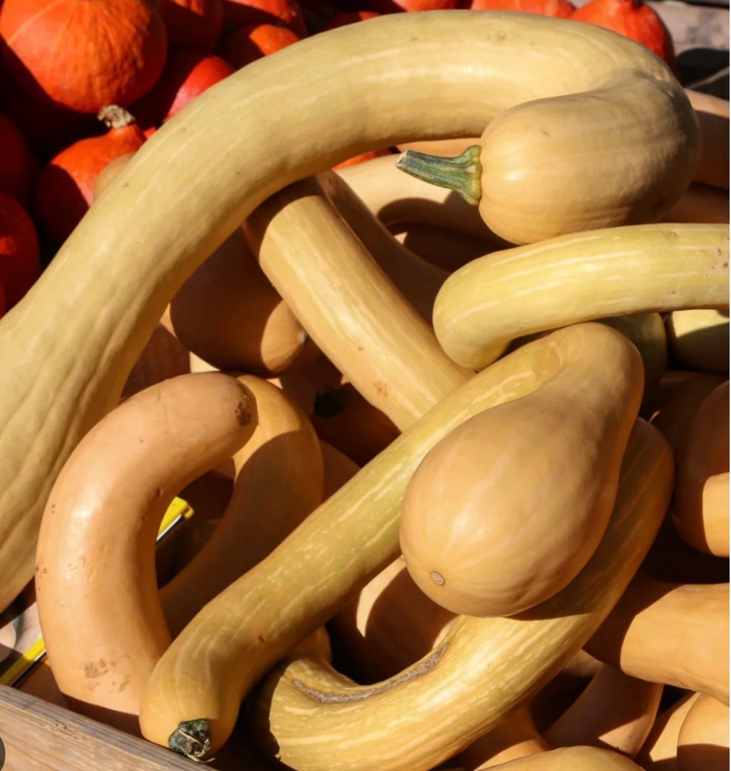 Trombocino Squash