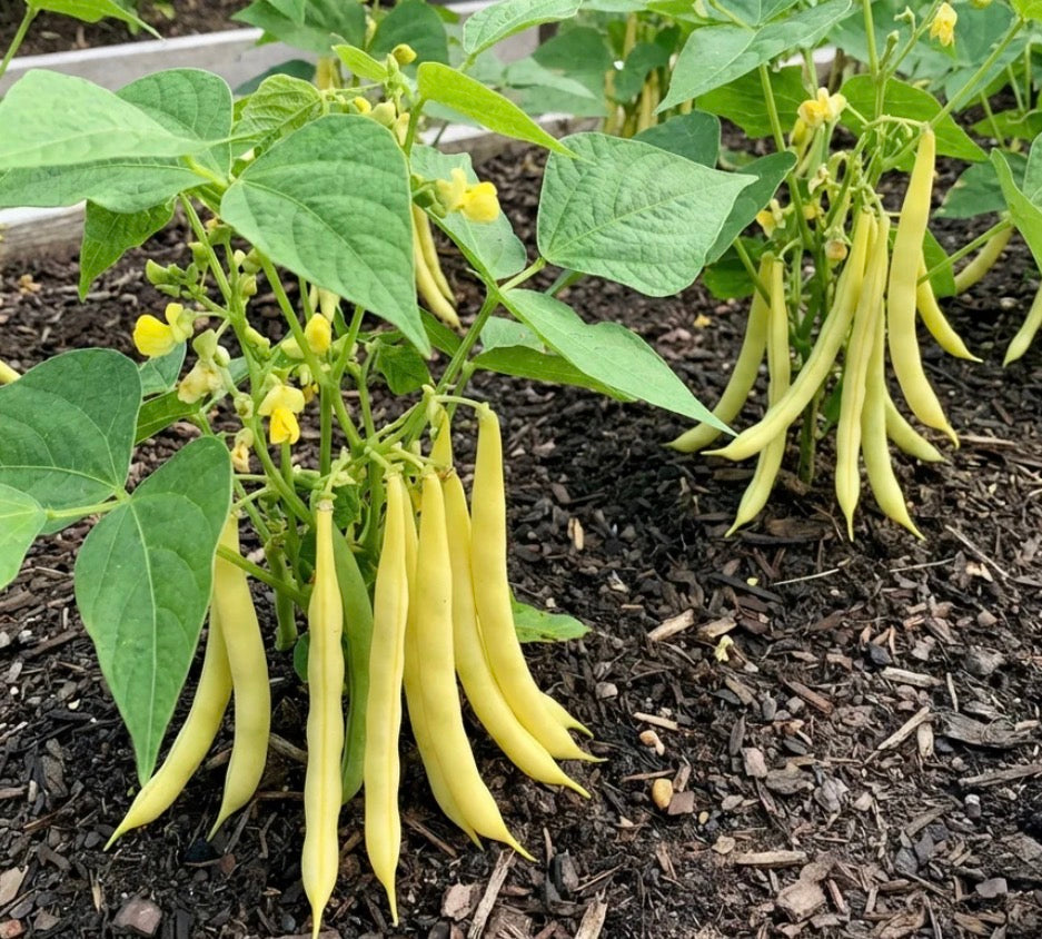 Cherokee Wax Bean
