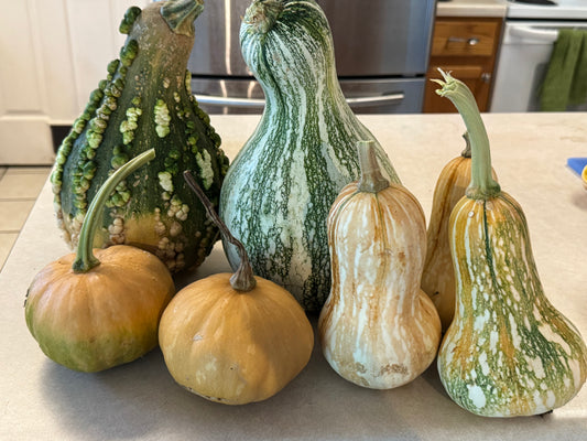 Green Stripe Cushaw Squash