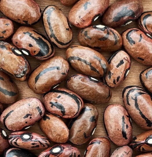Rio Zape bean (Phaseolus Vulgaris)