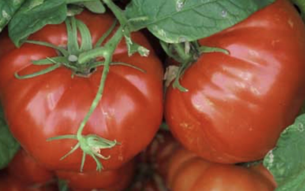 Saint Lucie Tomato