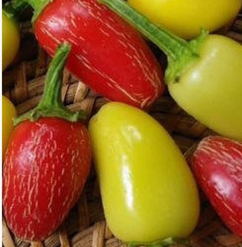 Jaloro Jalapeño