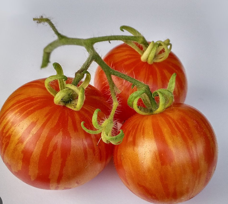 Ananase Noir Tomato