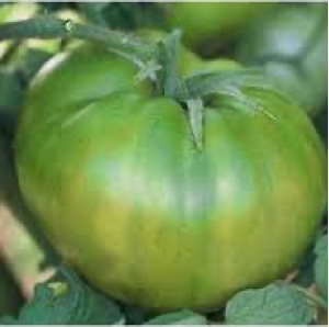 Green Pineapple Tomato