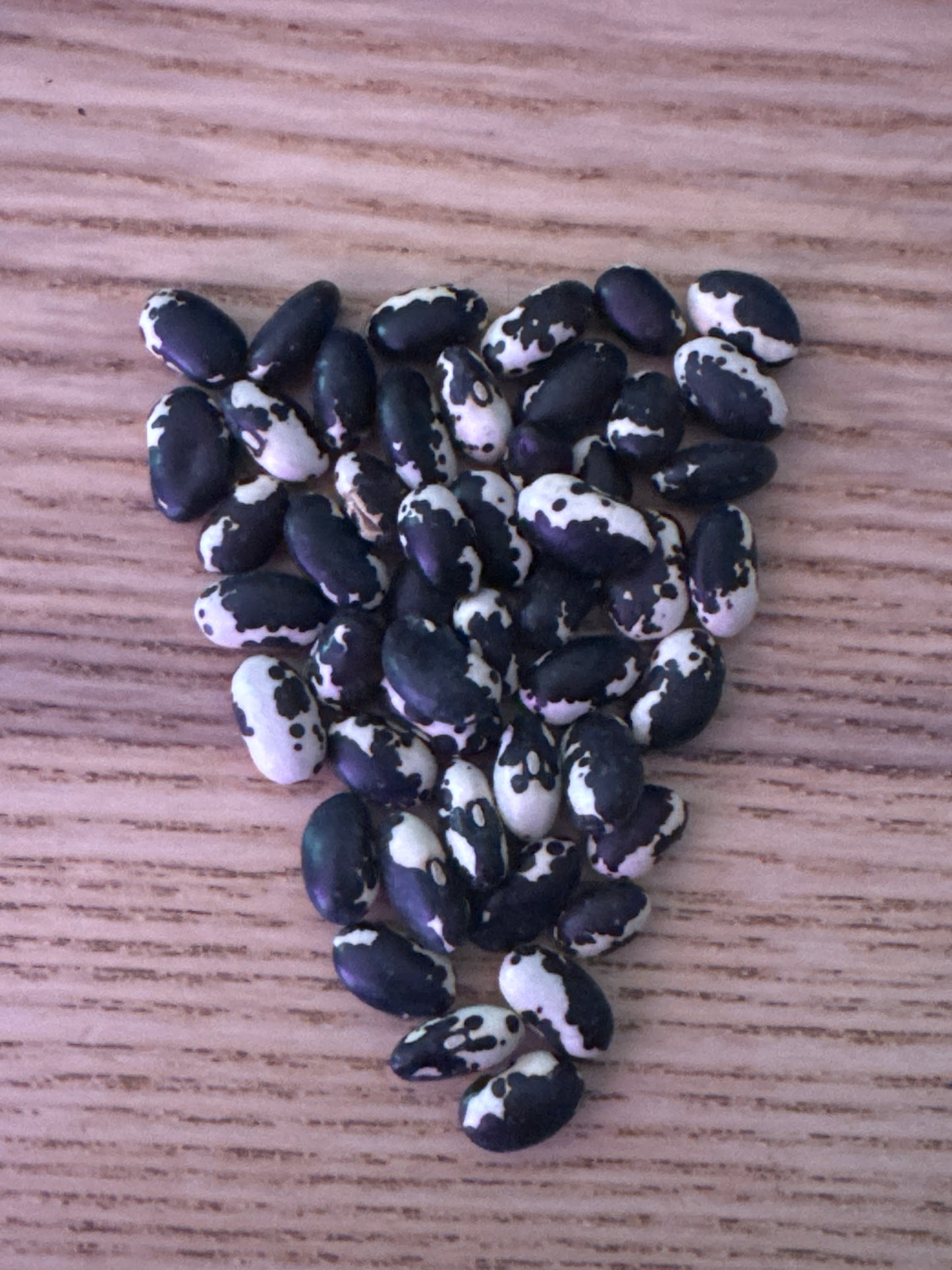 Vaquero Bean