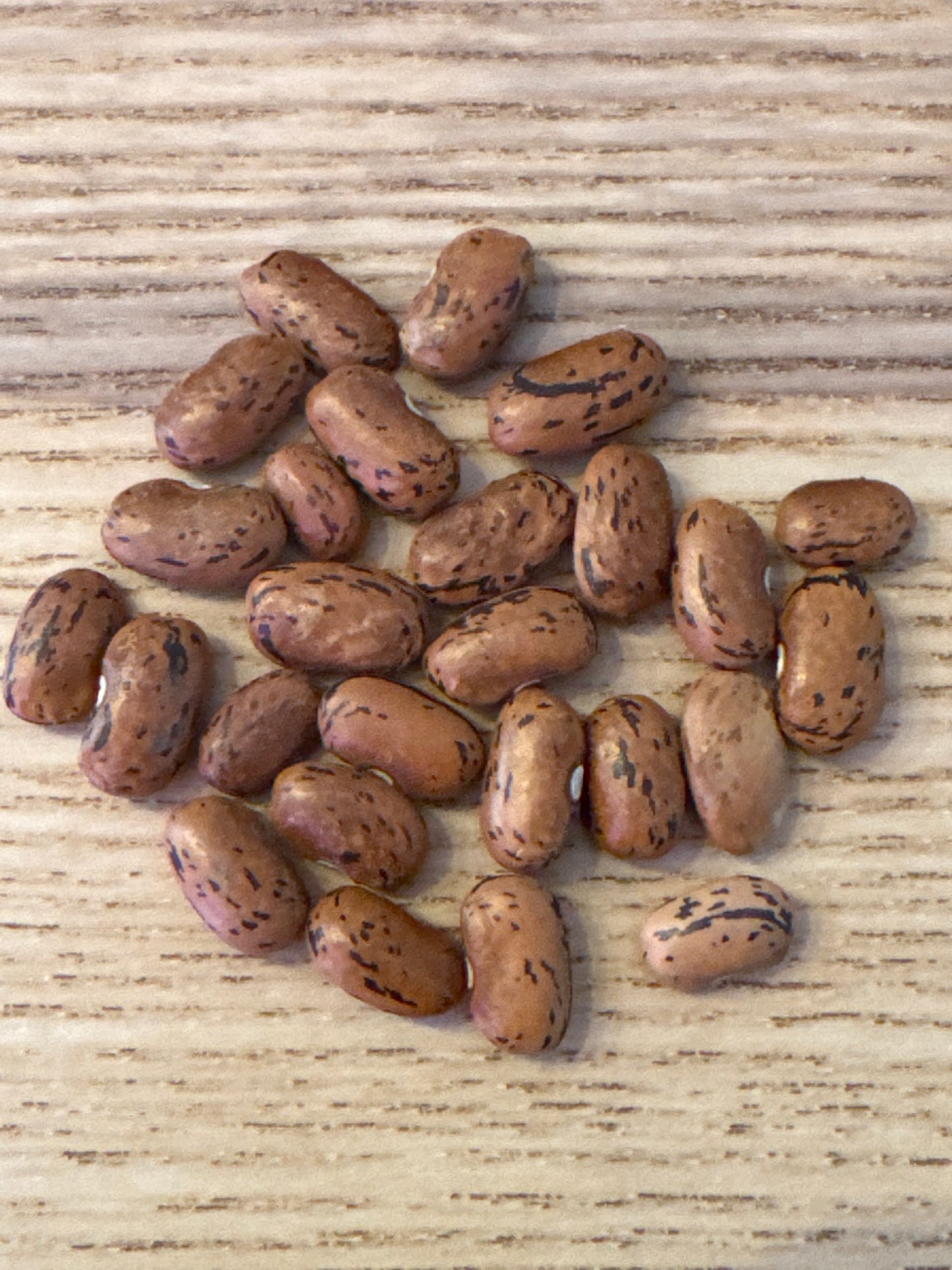 Dragon’s Tongue Bean