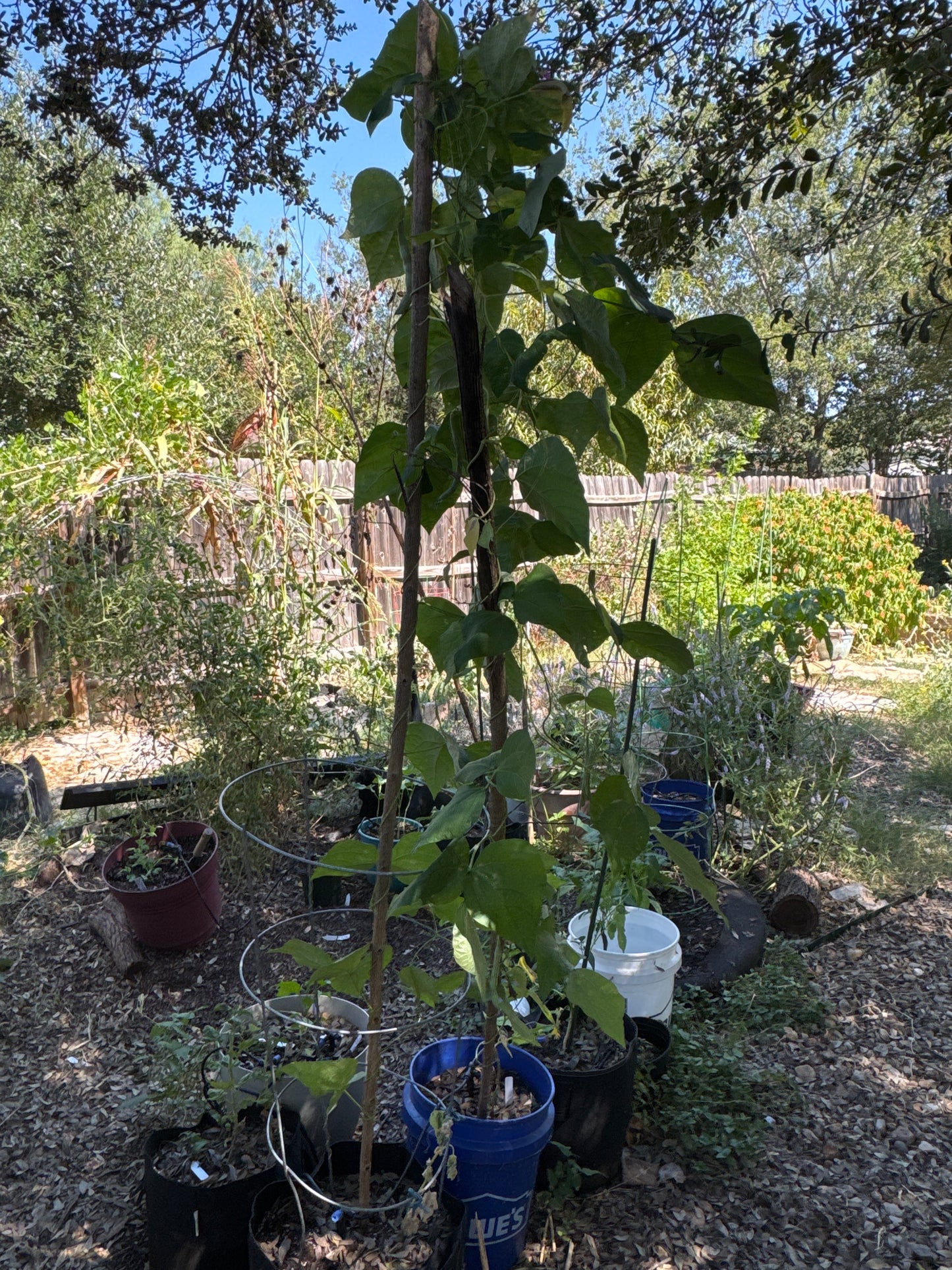 Rattlesnake Pole Bean