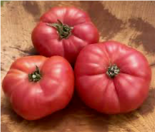 Hungry Hill Pink Tomato