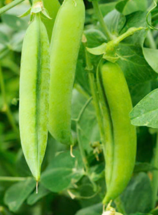 Tom Thumb Pea