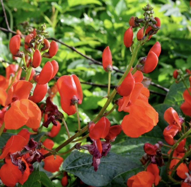 Scarlet Runner Bean