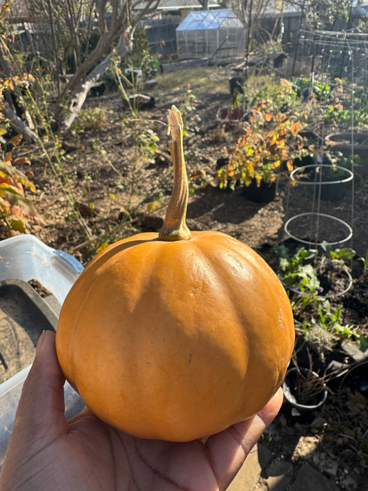 Seminole Pumpkin