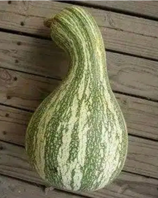 Green Stripe Cushaw Squash