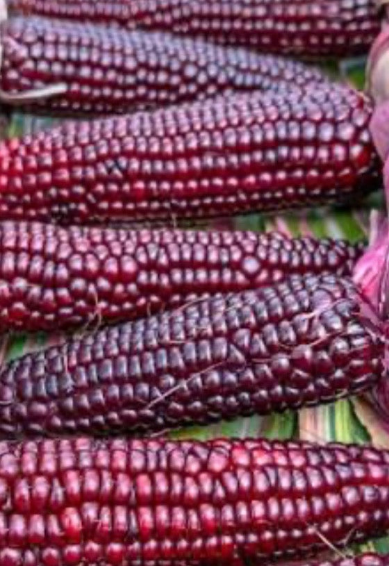 Double Red Sweet Corn