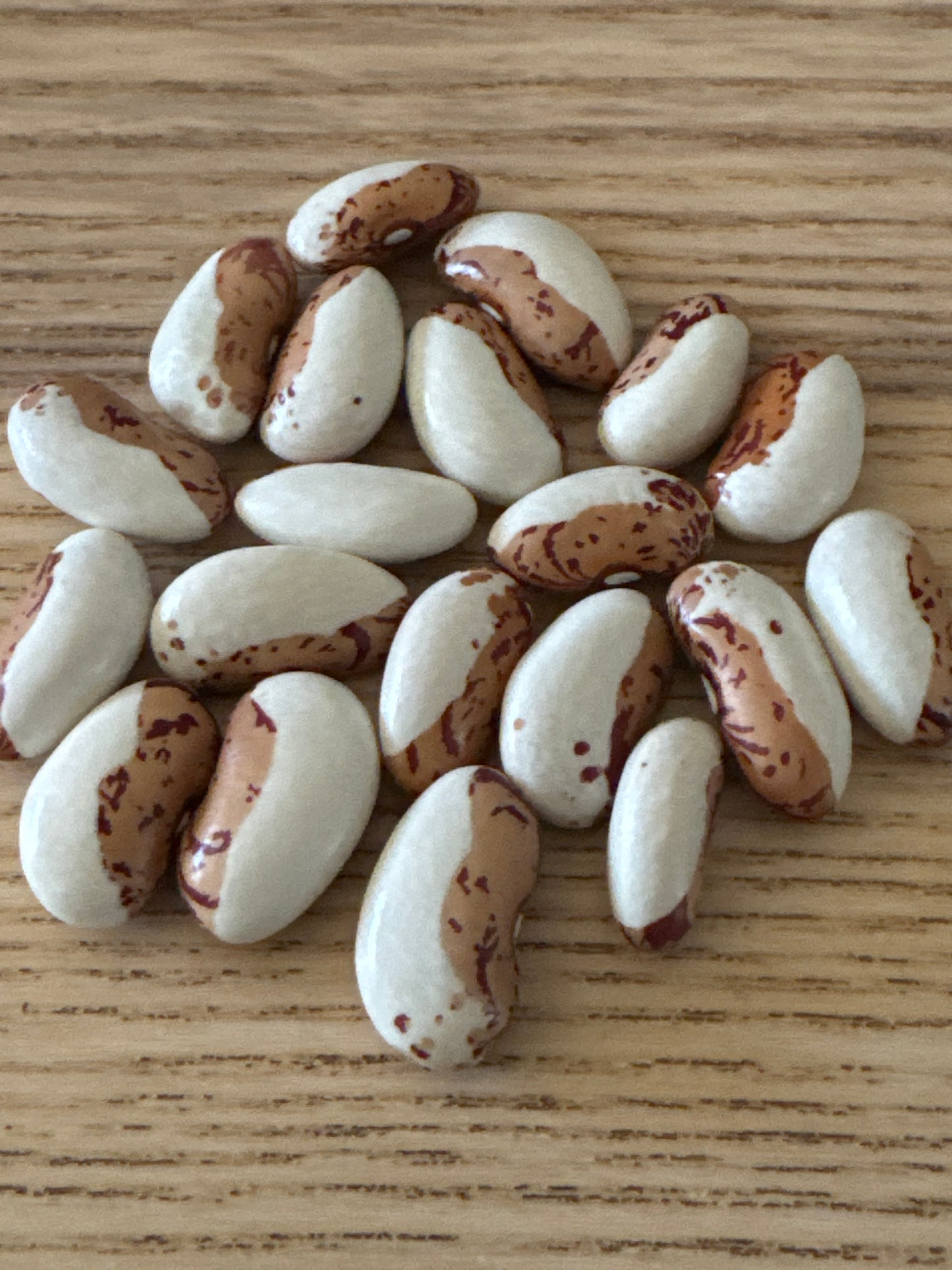 Snowcap Bean