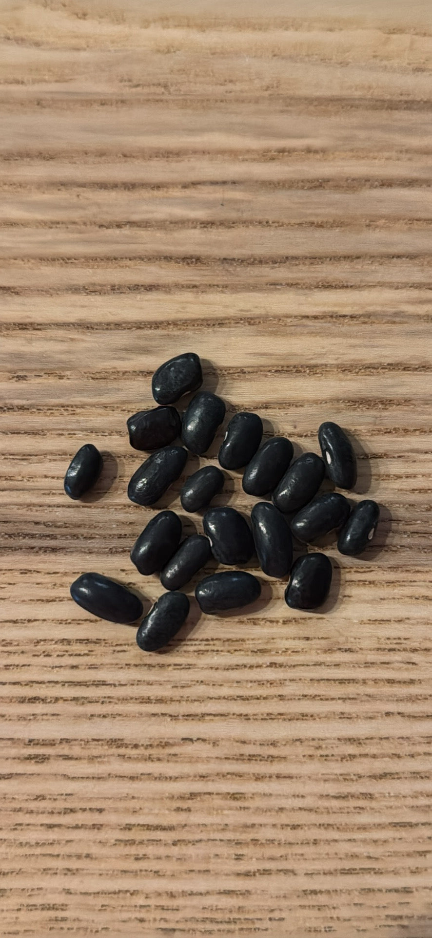 Cherokee Trail of Tears Pole Bean