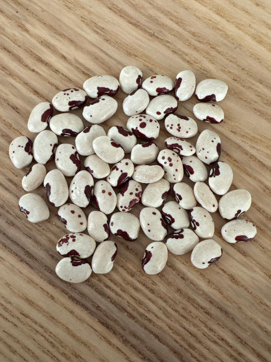 Anasazi Beans