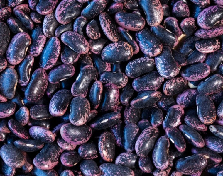 Scarlet Runner Bean