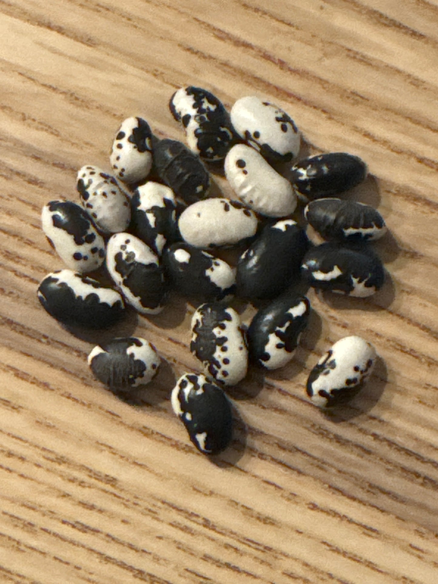 Vaquero Bean