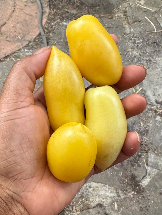 Cream Sausage Tomato