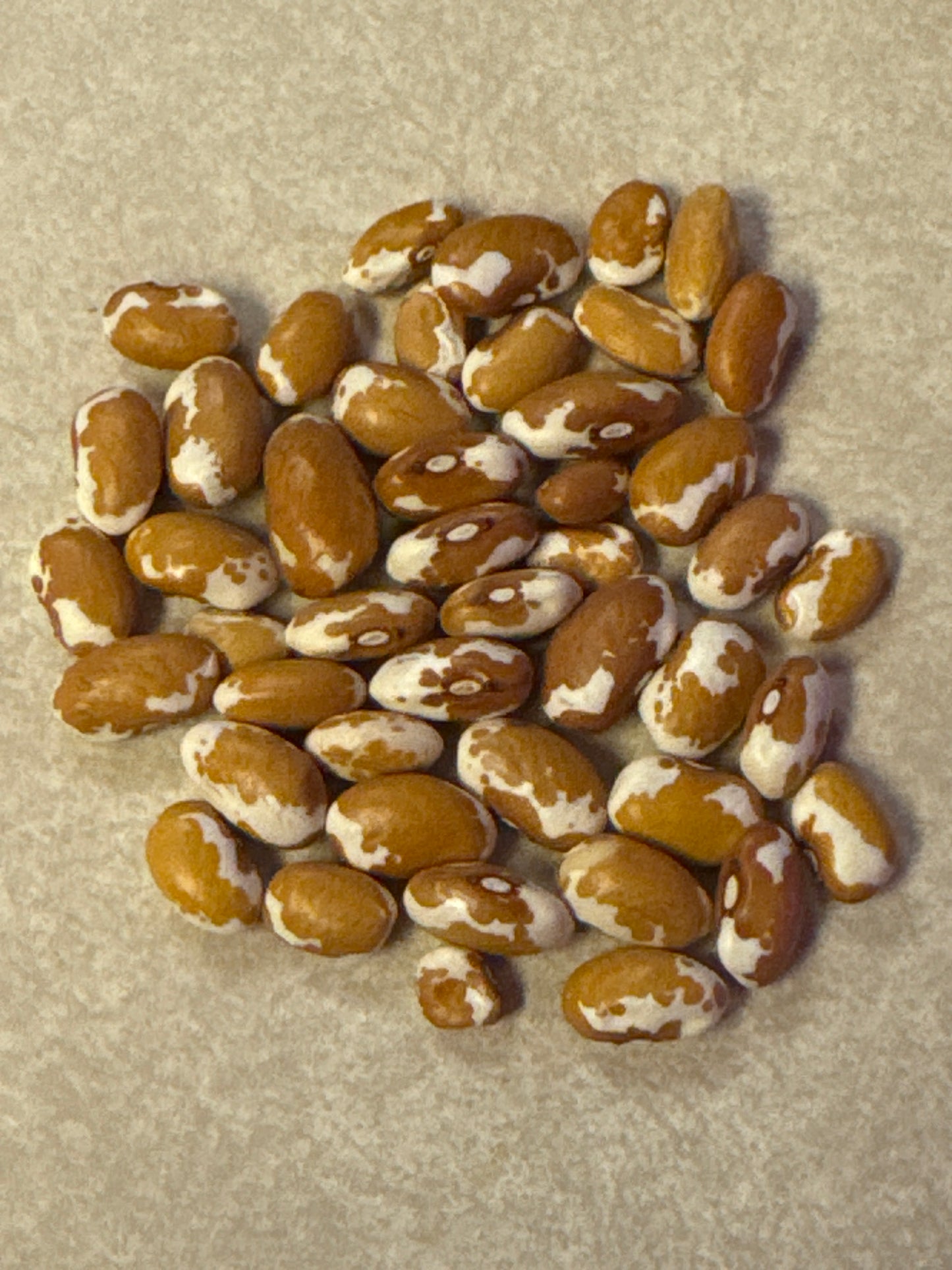 Zuni Gold Bush Bean