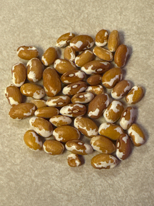 Zuni Gold Bush Bean