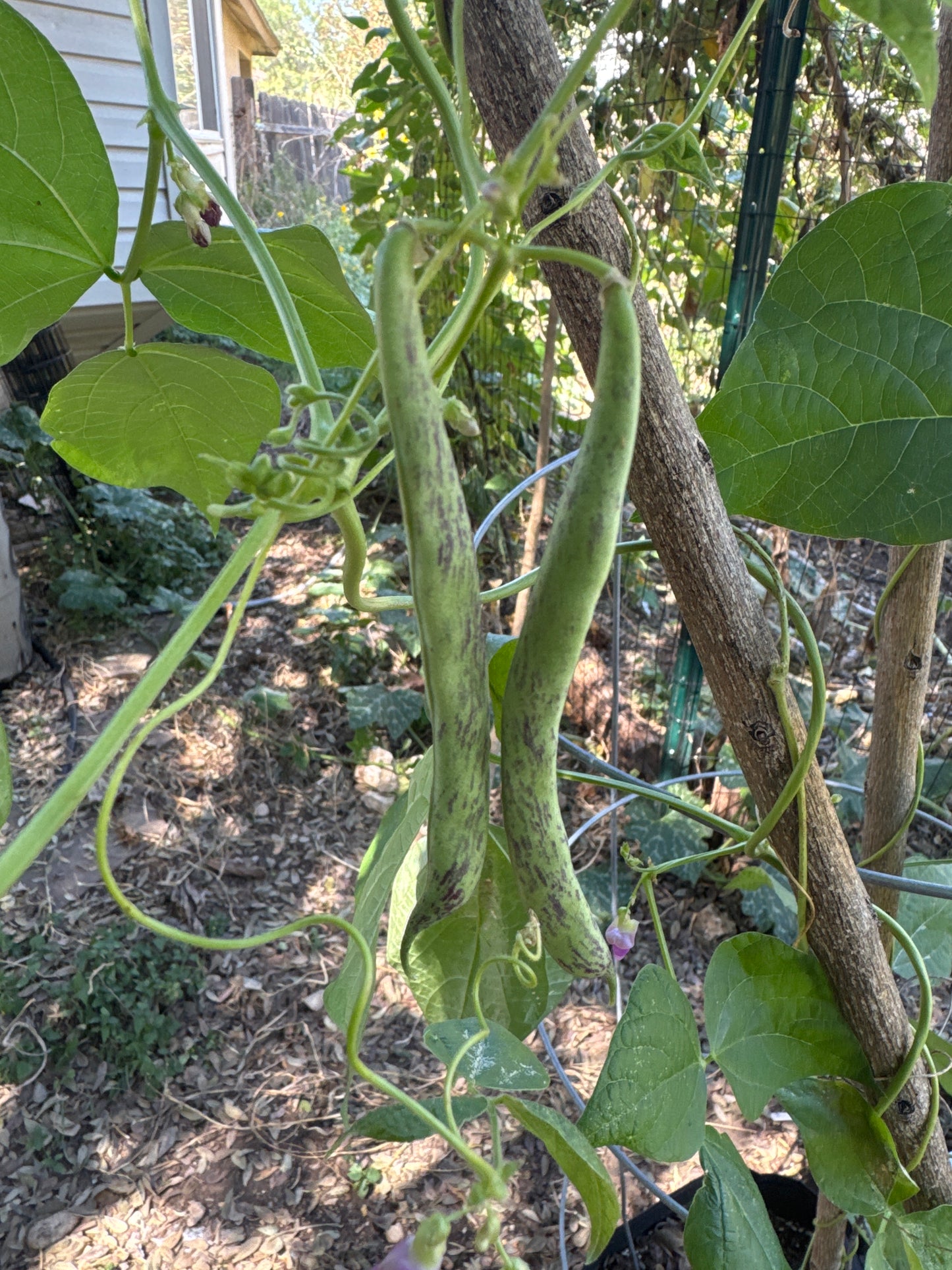 Rattlesnake Pole Bean