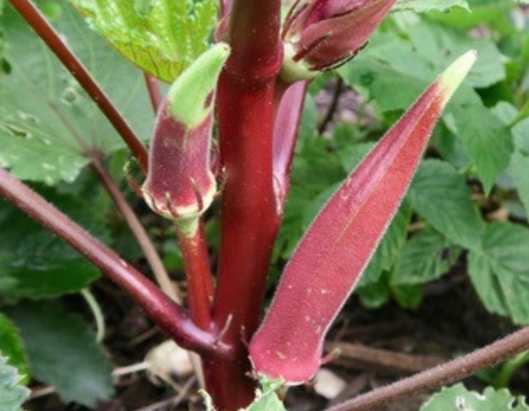 Okinawa Pink Okra (Abelmoschus esculentus)
