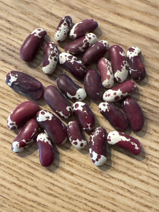 Jacob’s Cattle Bush Bean