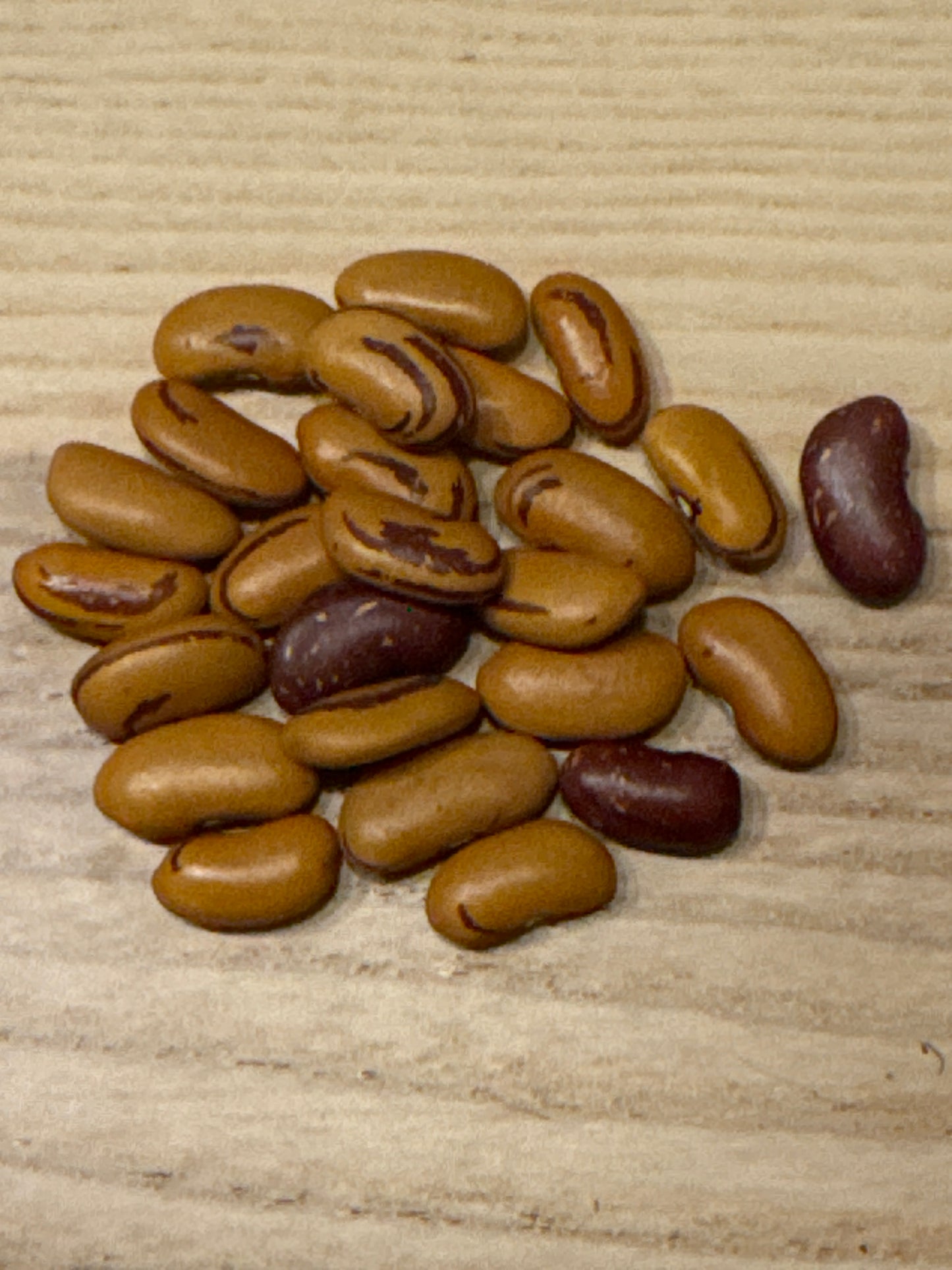 Tiger’s Eye Bean