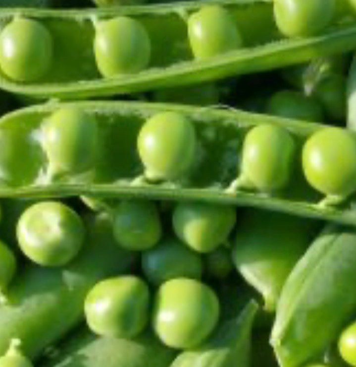 Wando Pea
