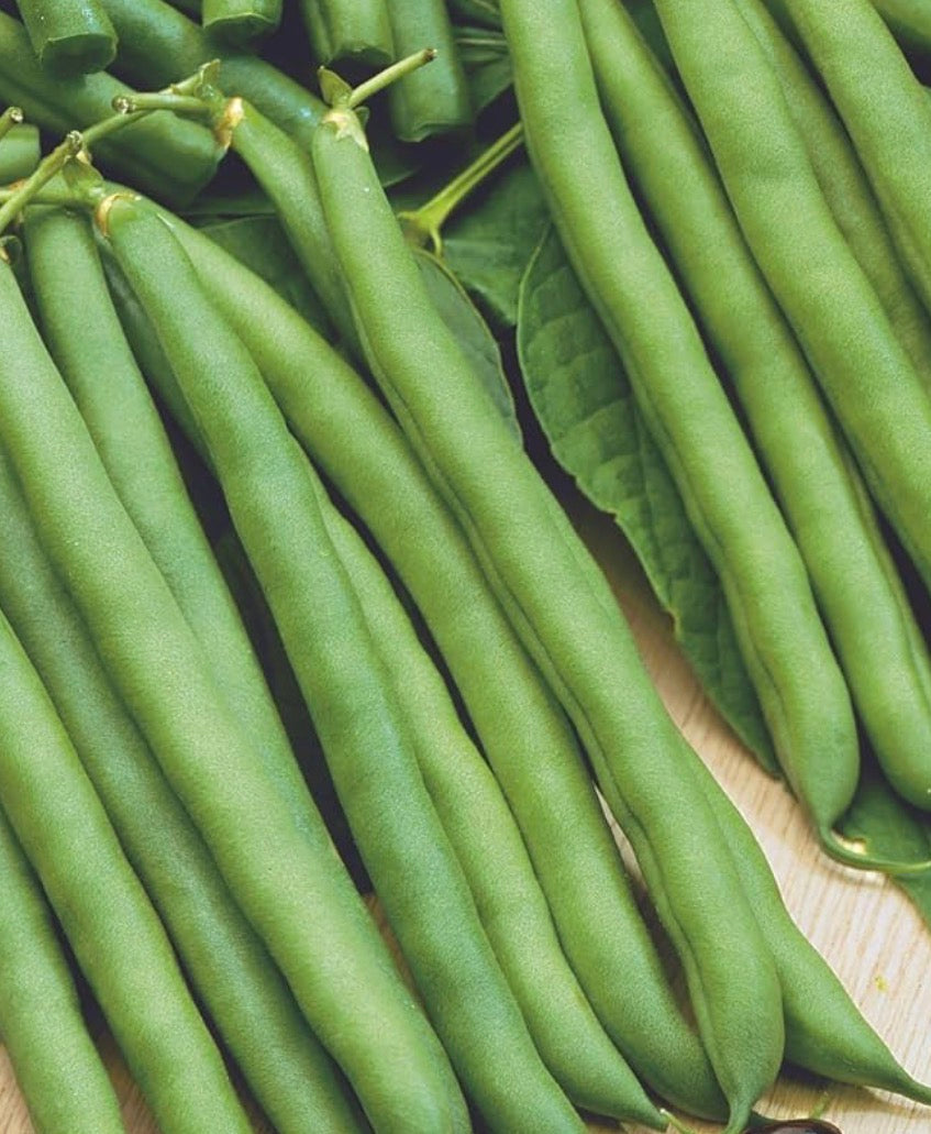 Landreth Stringless Bean