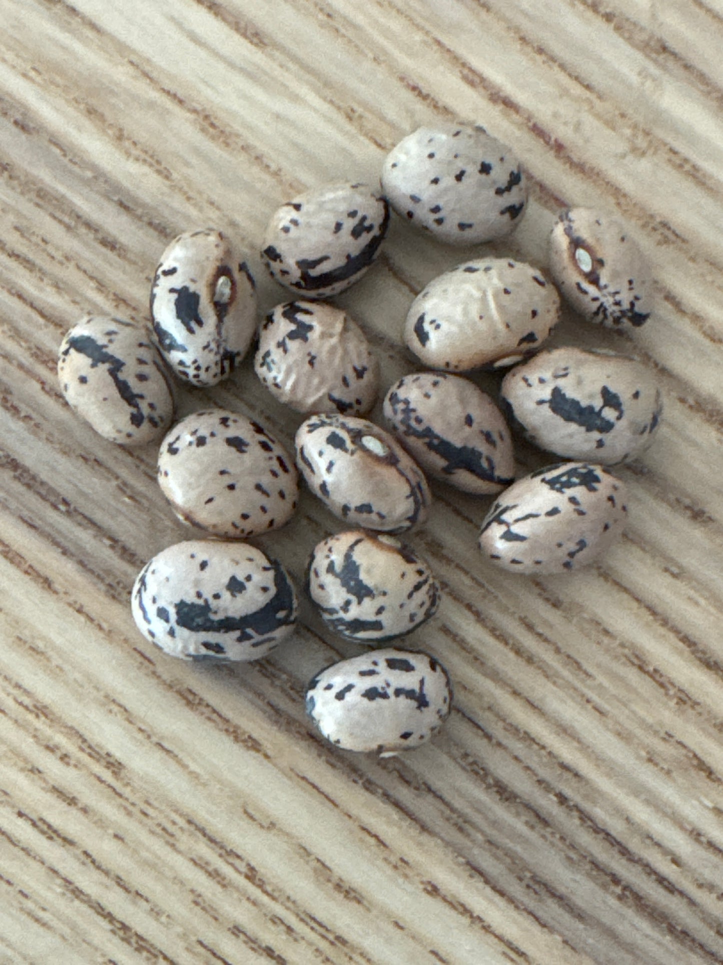 Autumn Zebra Pole Bean