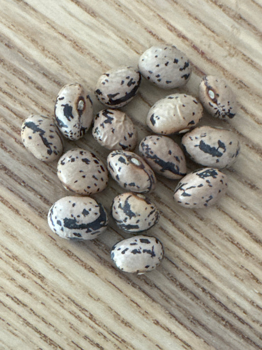 Autumn Zebra Pole Bean