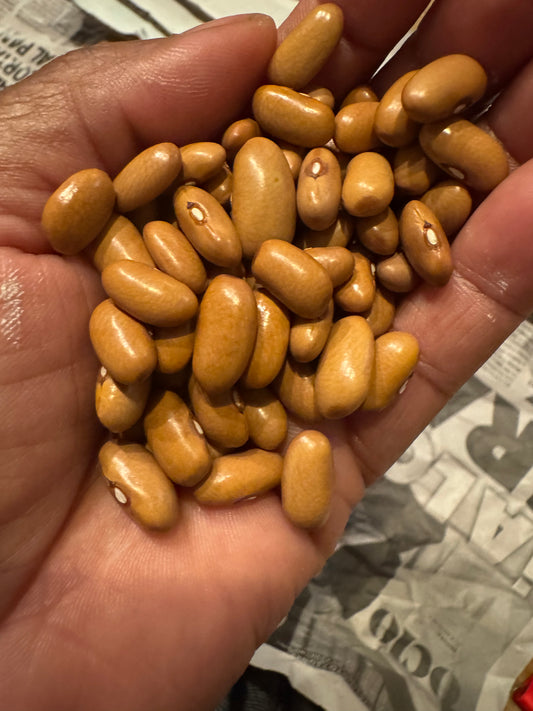 Arikara Yellow Bean