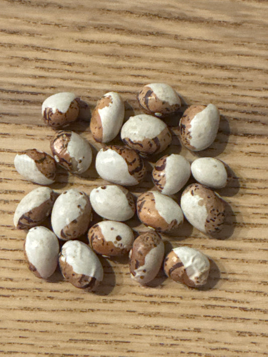 Hidatsa Shield Bean