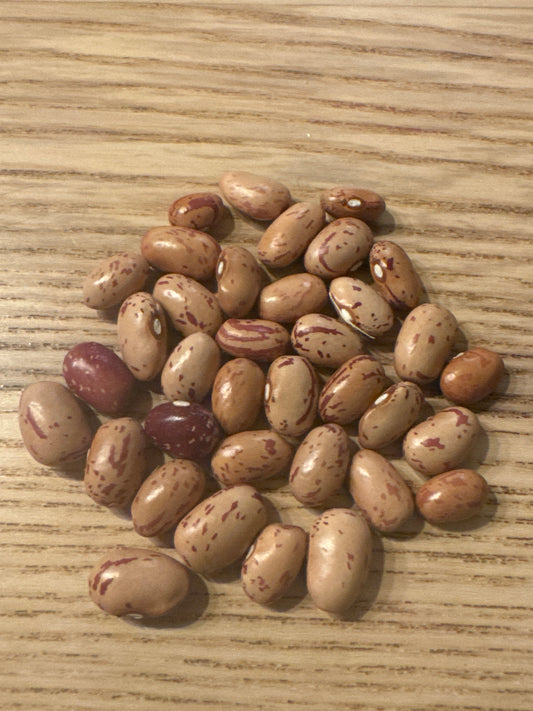 Lina Sisco’s Bird Egg