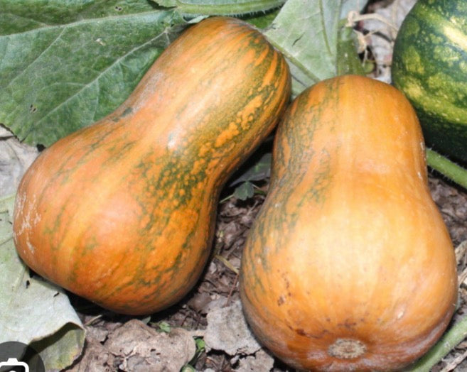 Honeynut Butternut Squash