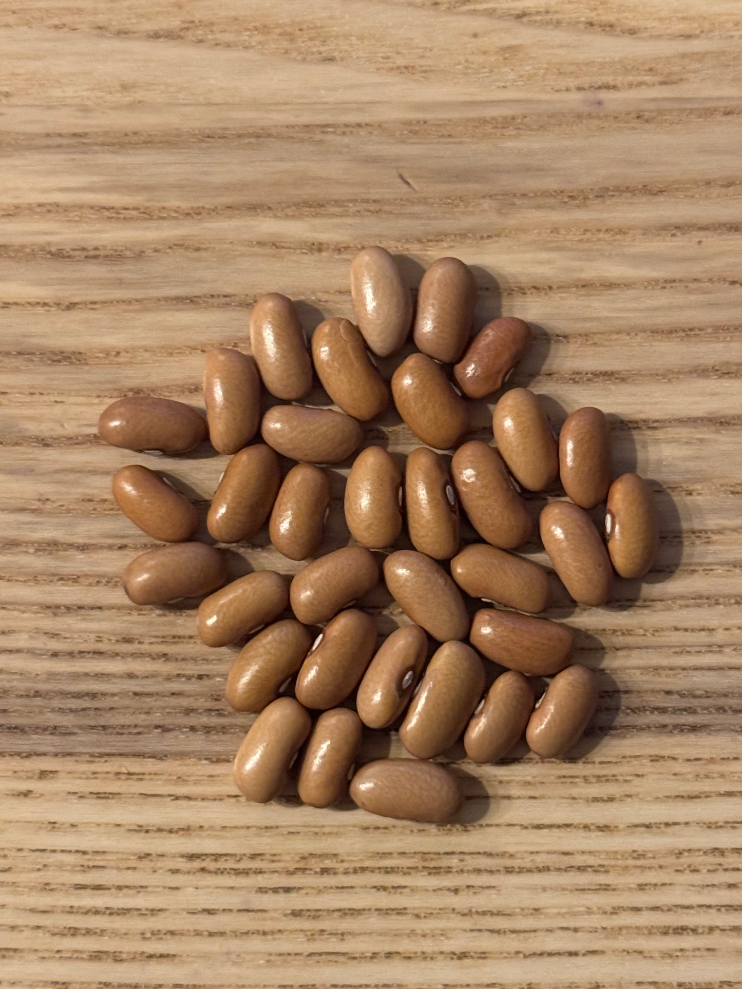 Arikara Yellow Bean