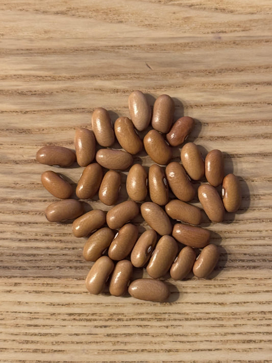 Arikara Yellow Bean