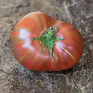 Pixie Stripe Tomato
