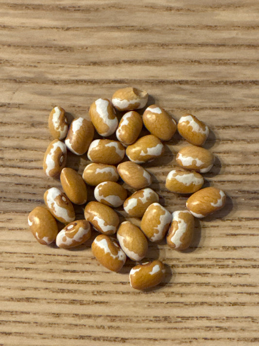 Zuni Gold Bush Bean