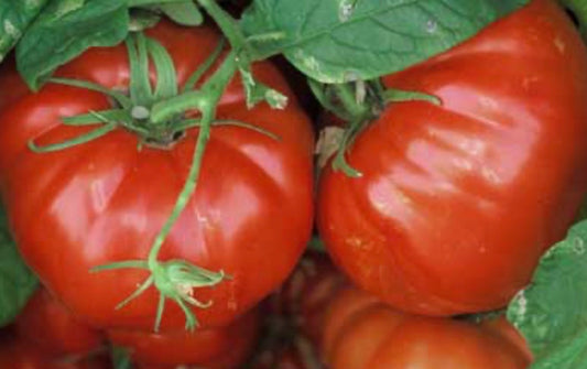 Saint Lucie Tomato